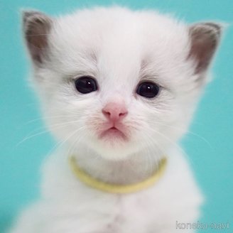 販売中の東京都のラグドール-121201の3枚目